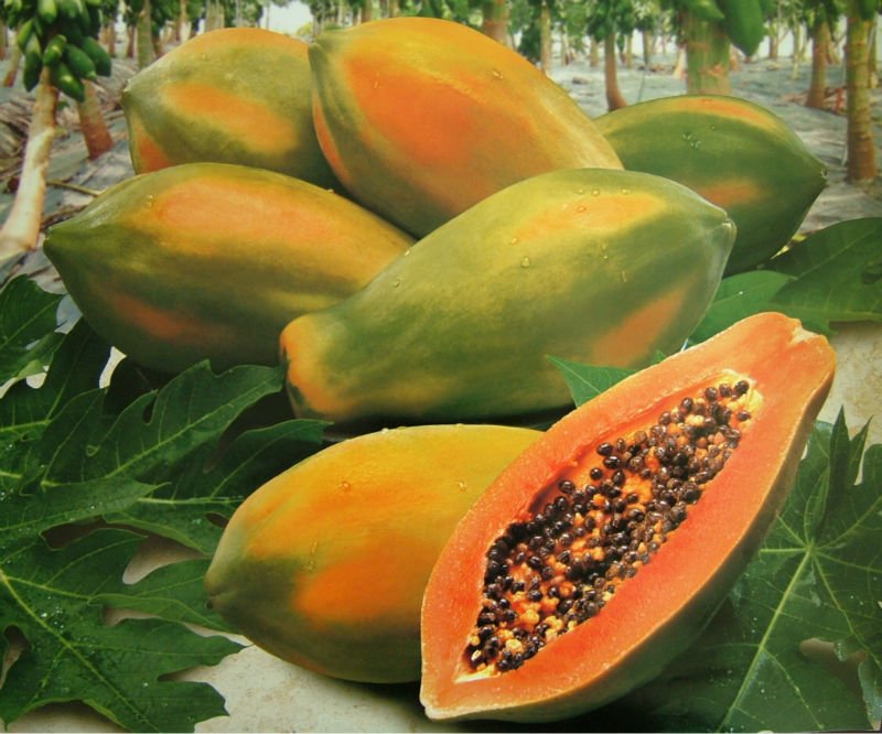 Premium Fresh Fruits