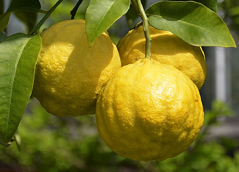 citron