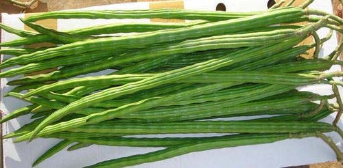 Premium Fresh Vegetables