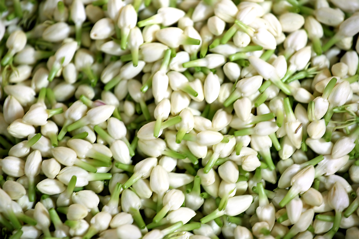 jasmine