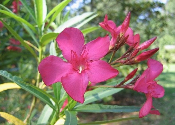 oleander