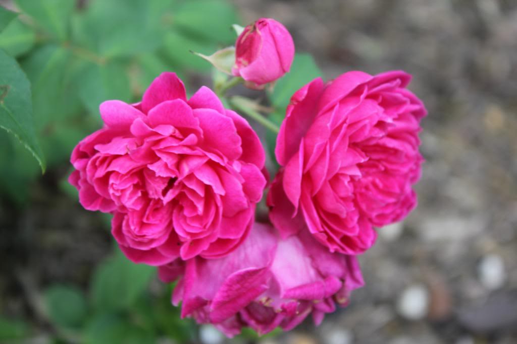 Rose flower 